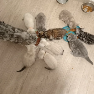 BKH Kitten(Jungen)zu verkaufen 