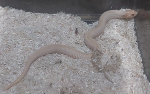 0.1 ToffeeGlow Superconda 100% het Frost, Evans Linie