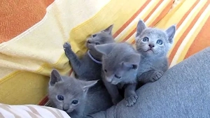  Wunderschöne Russisch Blau Kätzchen.. 