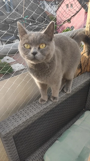 Suska - graue BKH-Katze (w   2 Jahre)