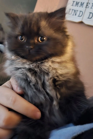 Zuckersüße, reinrassige Briten-Kitten (BLH & BKH) suchen ein neues Zuhause!