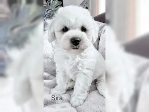 Bichon frise Mädchen SIRA sucht ein liebes Zuhause
