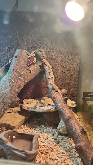 Bartagame Jungtiere 
