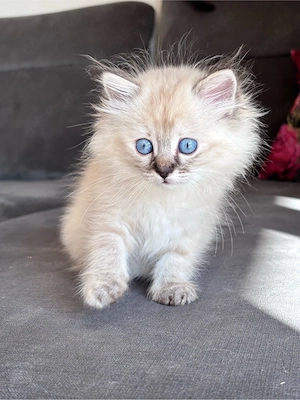 Heilige Birma Perser Maine Coon Mix Kitten Mädchen blauäugig - 11.08.