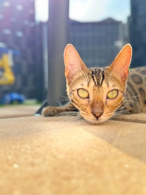 bengal katze 