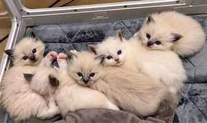 Zauberhafte Heilige Birma Kitten
