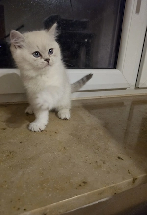 Zuckersüße Perser  BKH Kitten mit blauen Augen