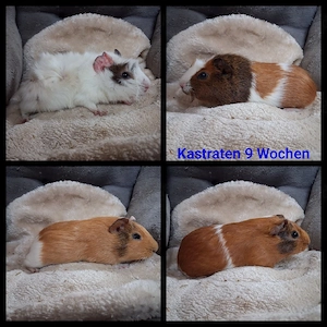 Meerschweinchen Kastraten,kastrierte Böcke bis 4 Jahre