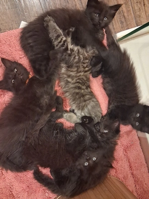 Maine Coon Xxl Kitten Black-black Smoke Mädchen 