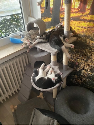 Süße Kätzchen suchen ein neues Zuhause