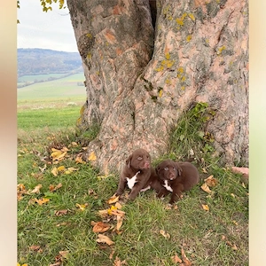 Wunderschöne Aussiedor Welpen   Labrador x  Australian Shepherd