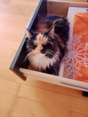 reinrassige main coon