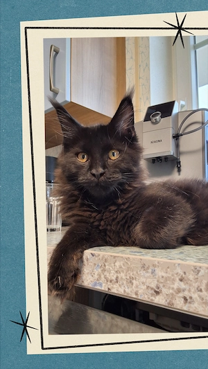 Maine Coon Mädchen mit Stammbaum 