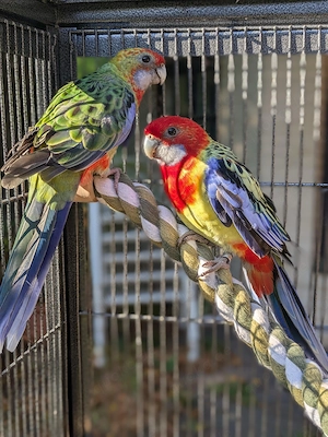 Rosellas+Käfig