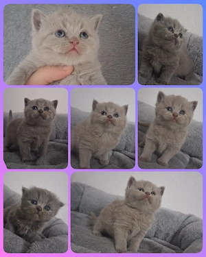 BKH Kitten Blau Lilac Britisch Kurzhaar 
