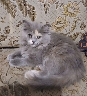 BLH Perser kitten sucht absofort ein für immer zuhause 