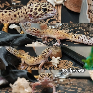 Leopardgecko Weibchen - Black Blood Eclipse 