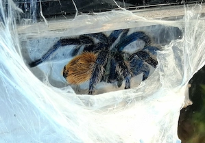 0.1 Chromatopelma cyaneopubescens Vogelspinne mit Terrarium 
