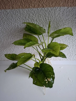 Anubias barteri var. Barteri (Breitblättriges Speerblatt) ca. 25 x 30 cm