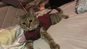 katze shayla