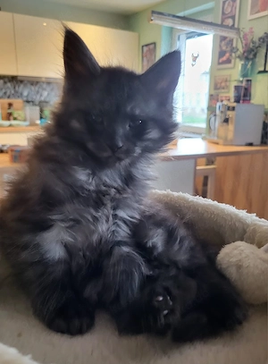 Coonikitten 