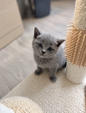 BKH Kitten noch 2 Kater abgabebreit 