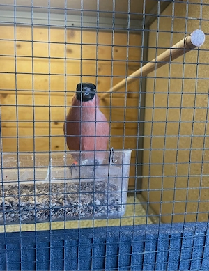 Nordische Dompfaff Hahn 