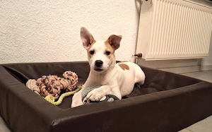 Pixie möchte mit dir Abenteuer erleben