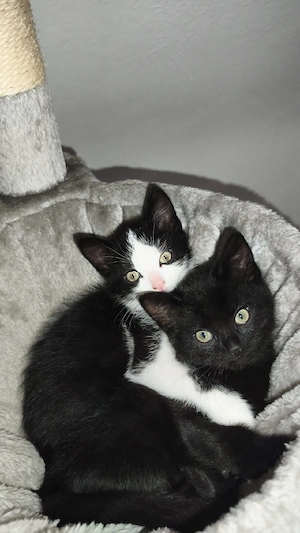 4 Süße Ekh kitten abzugeben