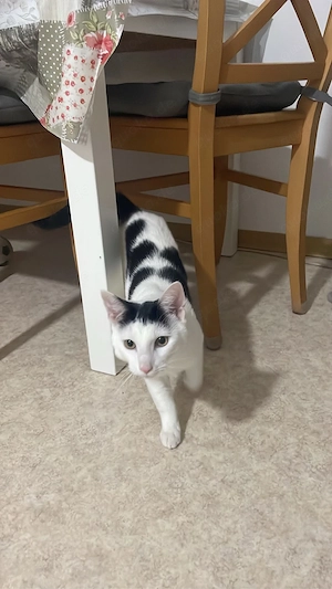 kater zu verkaufen 