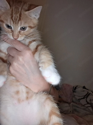 Katzen Baby  reserviert 