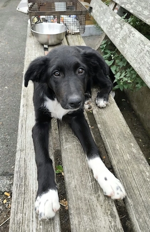 Border Collie Mix