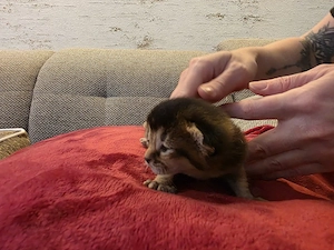 Katzen Babys 