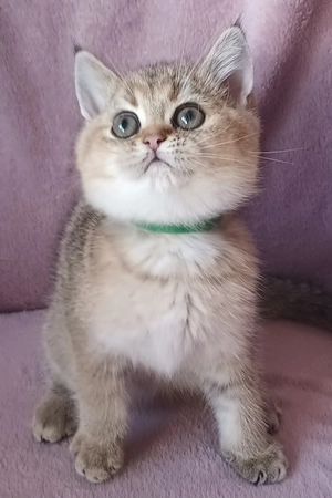 Hallo.Wir haben wunderschönen 3 Kitten.Sie sind schon selbstverständlich,.