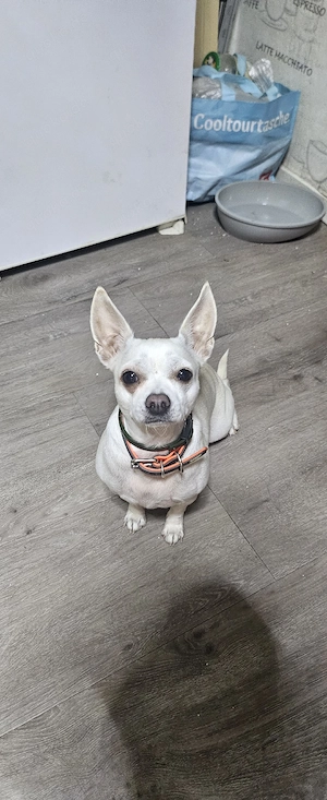 Chihuahua 