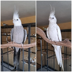 2 Nymphensittiche 