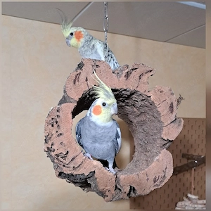 2 Nymphensittiche 