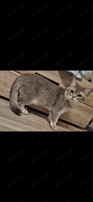 Britisch Kurzhaar kater KEIN VERKAUF 