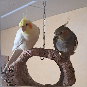 2 Nymphensittiche 