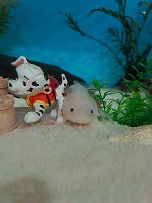 2 Axolotl (incl Ausstattung) suchen ein neues zu Hause