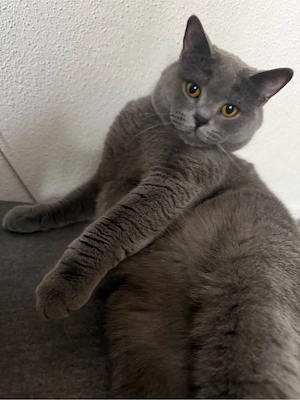 ghost sucht sein für lmmer zuhause 