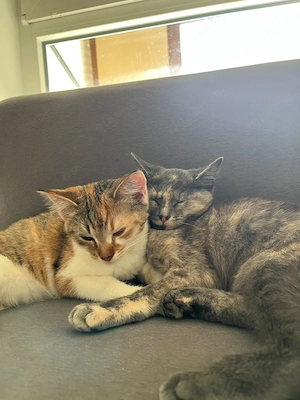 Süße Baby Mädchen Katzen 