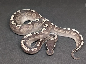 Königspython Lesser GHI