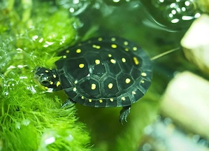 Tropfenschildkröten ( Clemmys Guttata ) NZ 2026