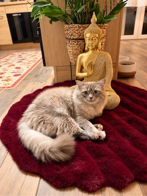 Wunderschöner Ragdoll Deckkater