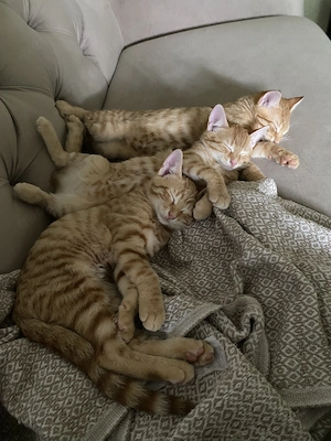 Zwei Goldene Kater 3 Monate alt