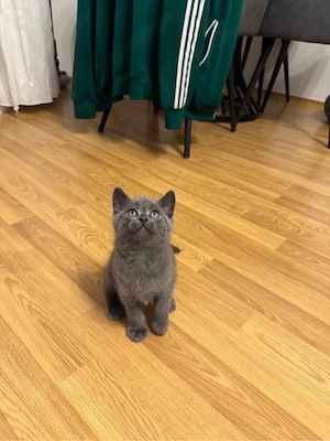 Britisch Kurzhaar kitte 