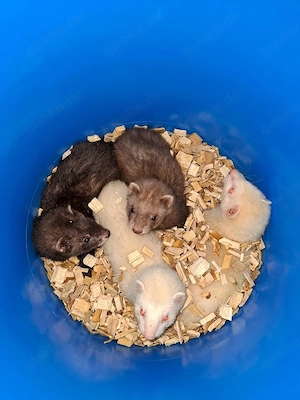 Handzahme Frettchen-Welpen 