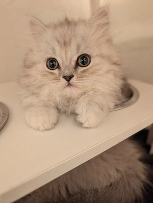 Blh Katzenbaby Kitten sucht neues Zuhause 
