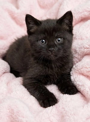 4 süße Kitten - British x Europäisch Kurzhaar - suchen ihr Zuhause in Emden